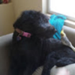 Meet your Posher, Ann